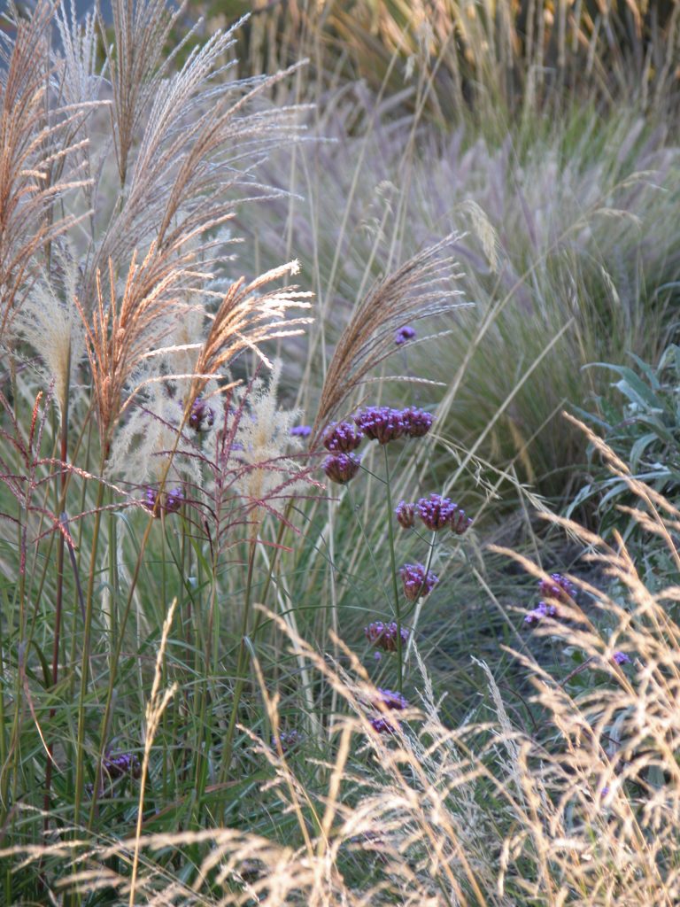 grasses moving in the wind